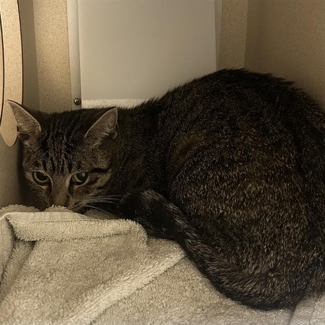 Janet J - Domestic Short Hair