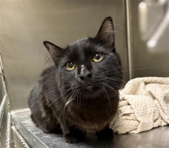 Tachala - Domestic Short Hair