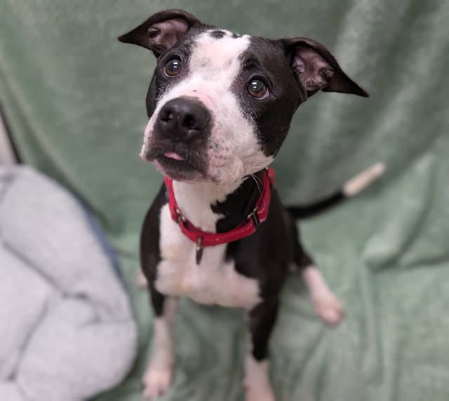 Cardi - American Pit Bull Terrier