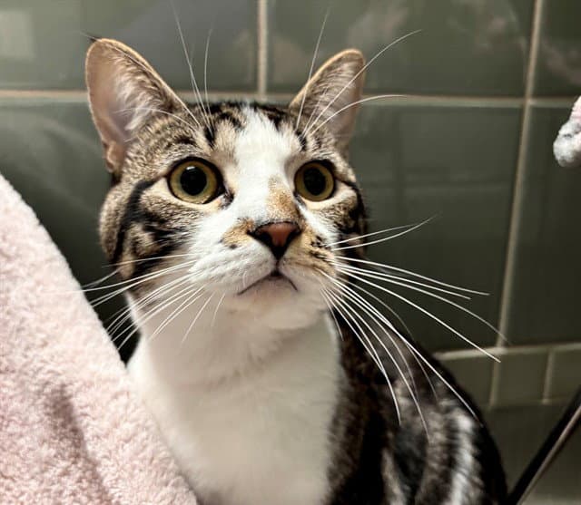 Gordo - Domestic Short Hair
