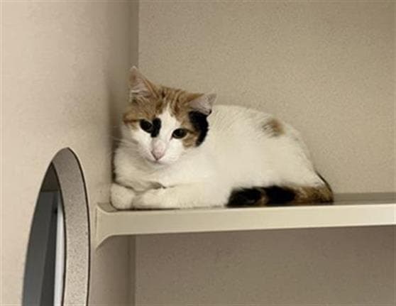 Moana - Domestic Short Hair