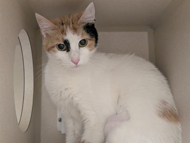 Moana - Domestic Short Hair