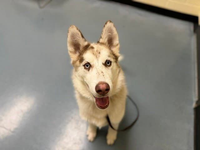 Beethoven - Siberian Husky