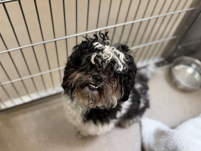 Mozart - Shih Tzu