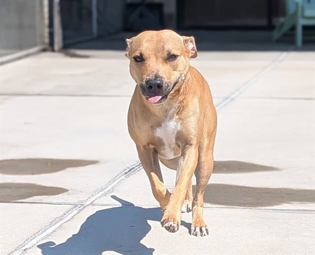 Helios - American Pit Bull Terrier