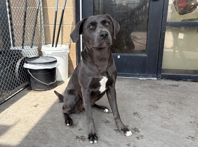 Scylla - Labrador Retriever