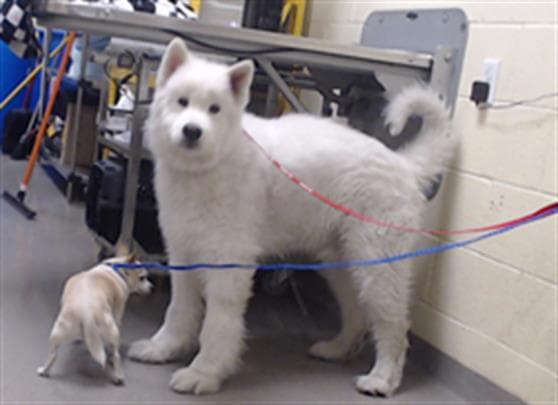 Alibe - Samoyed