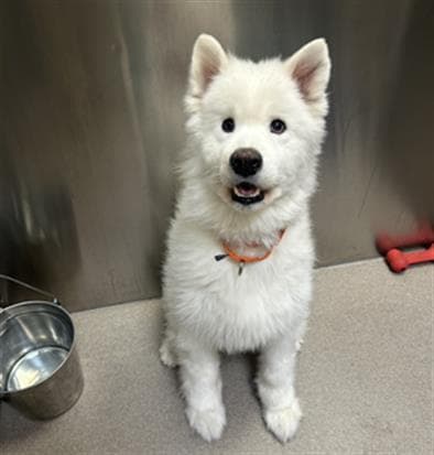 Alibe - Samoyed