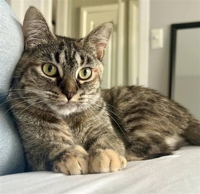 Luna - Domestic Short Hair