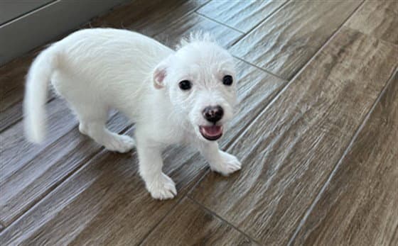 Polar - Poodle (Miniature)