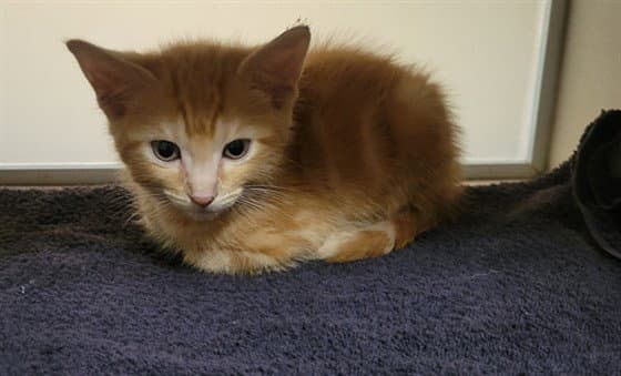 Bucatini - Domestic Short Hair