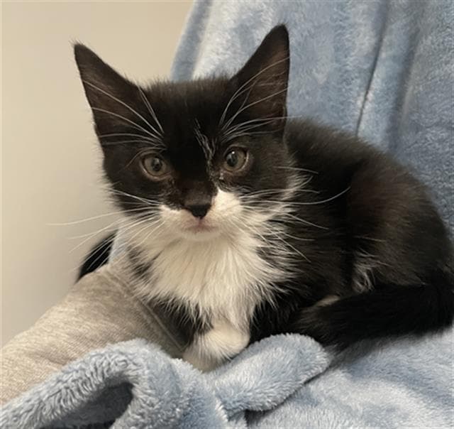Lollipop - Domestic Medium Hair