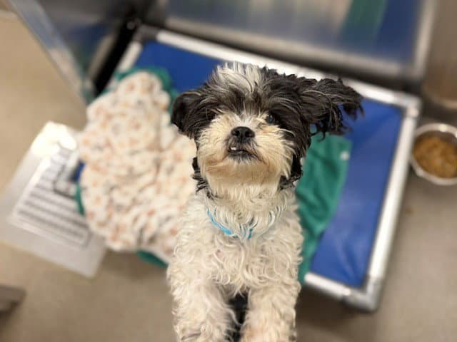 Eumaeus - Shih Tzu