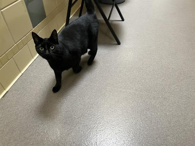 Luna - Domestic Short Hair