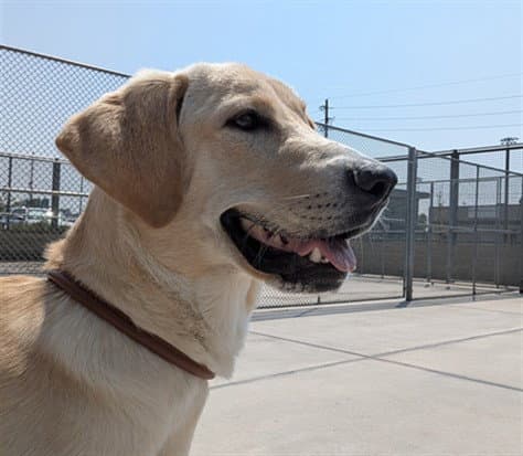 Bowie - Labrador Retriever