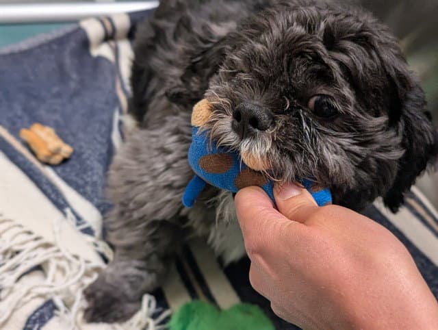 Oreo - Shih Tzu