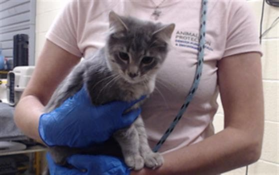 Capellini - Domestic Short Hair