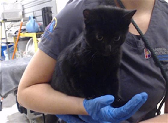 Spaghetti - Domestic Short Hair