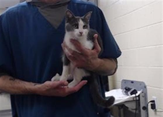 Blue Bird - Domestic Short Hair