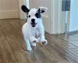 Oreo image 1