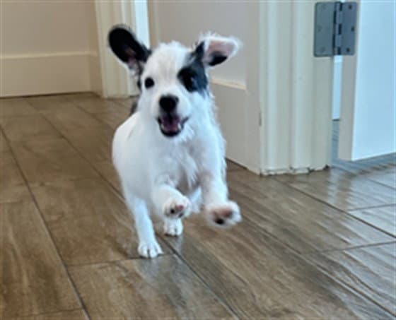 Oreo - Poodle (Miniature)