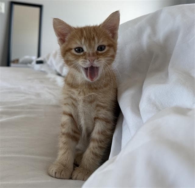 Ralph - Domestic Short Hair