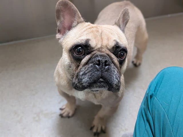 Miss Betty - French Bulldog