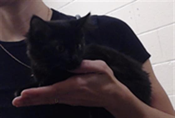 Anise - Domestic Medium Hair