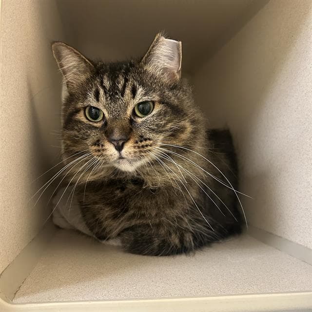 Alice - Domestic Long Hair