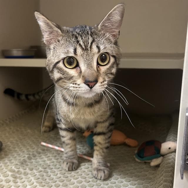 Luca - Domestic Short Hair