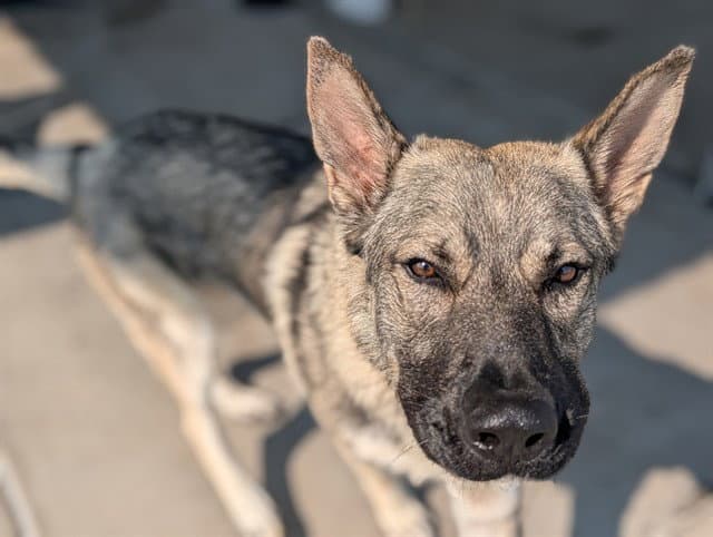 Lennon - German Shepherd Dog