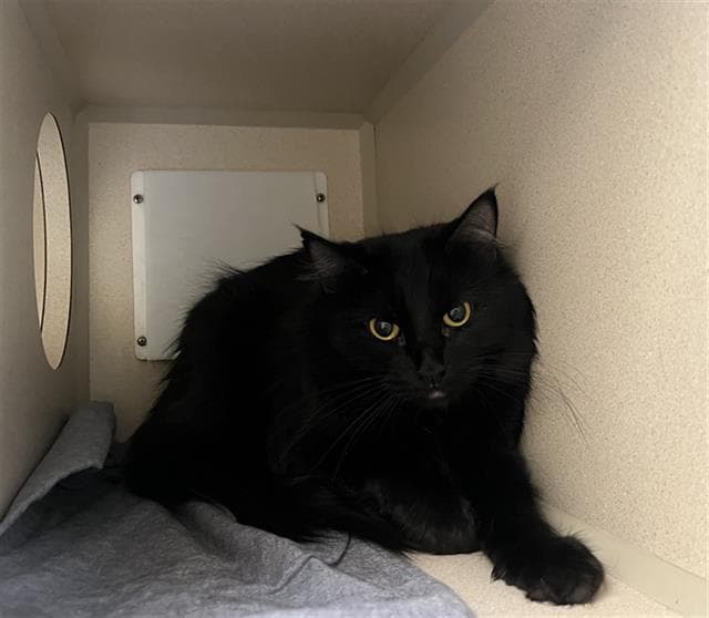 Jazzy - Domestic Long Hair