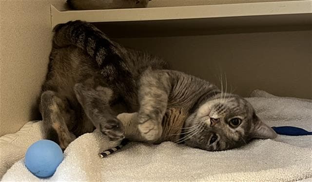 Feya - Domestic Short Hair