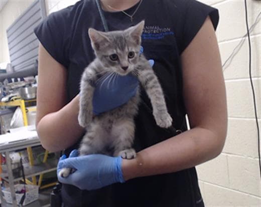 Max - Domestic Short Hair