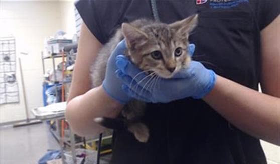 Ruby - Domestic Short Hair