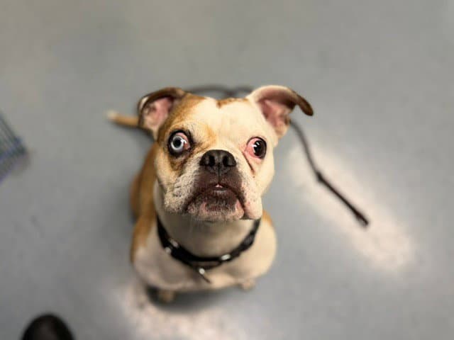 Sosa - French Bulldog