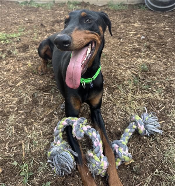 Clyde - Doberman Pinscher
