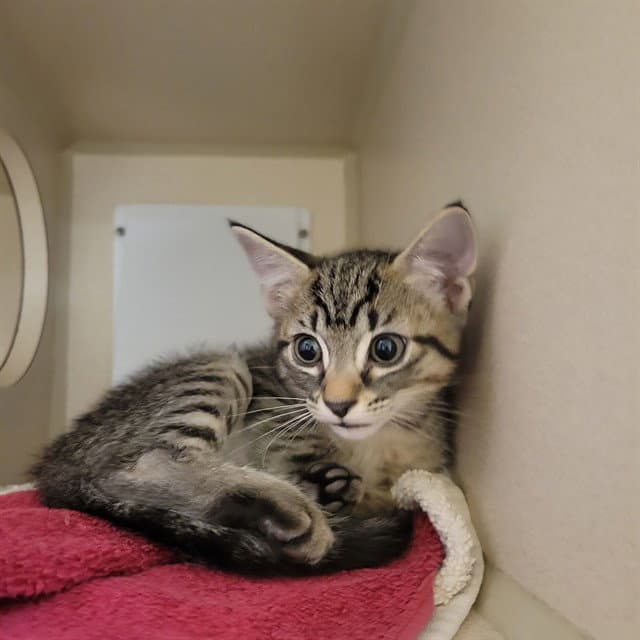 Malita - Domestic Short Hair