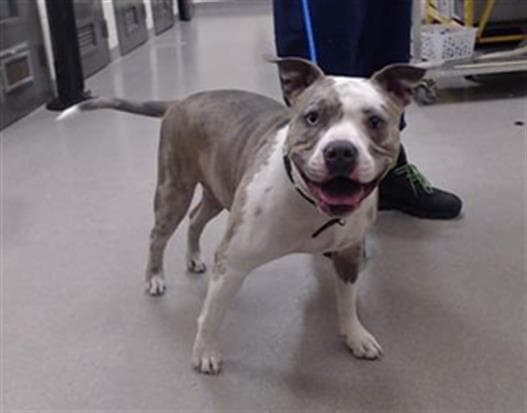 Queen Zelda - Pit Bull Terrier