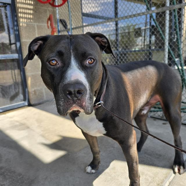 Shady - American Staffordshire Terrier