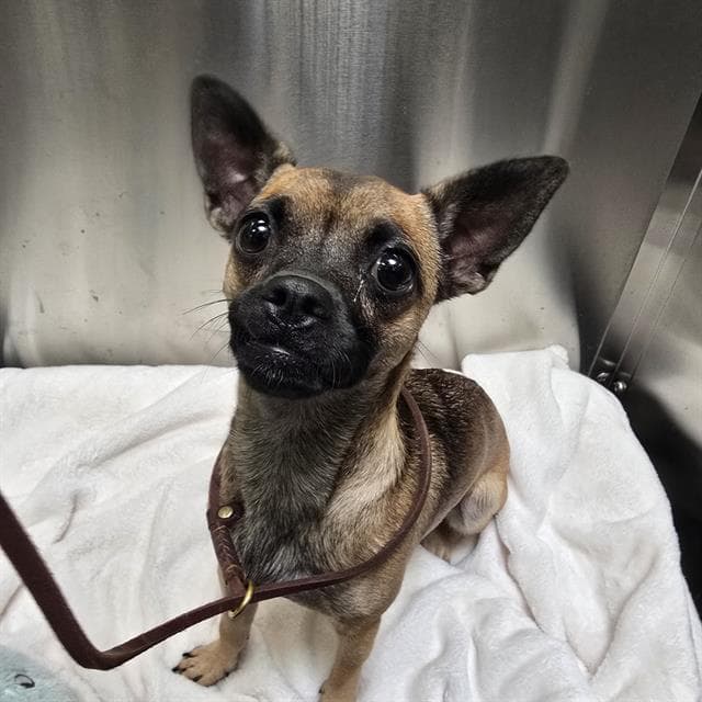 Cookie - Chihuahua