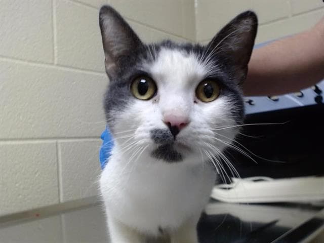 Hello Kitty - Domestic Short Hair