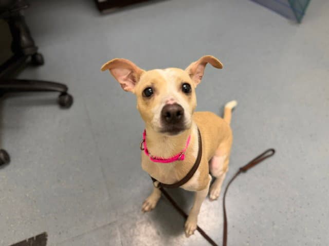 Apple Juice - Italian Greyhound