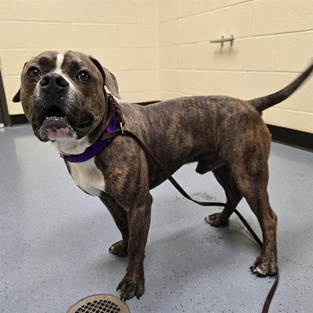 Donkers - American Pit Bull Terrier