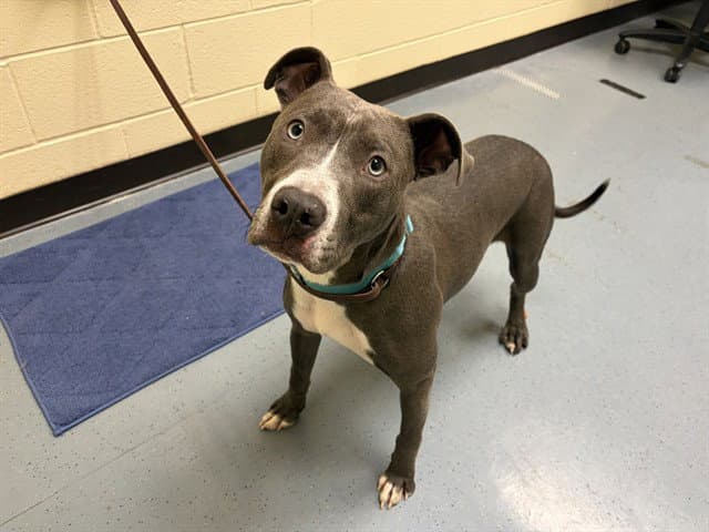 Blue - Pit Bull Terrier