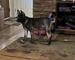 Jango image 1