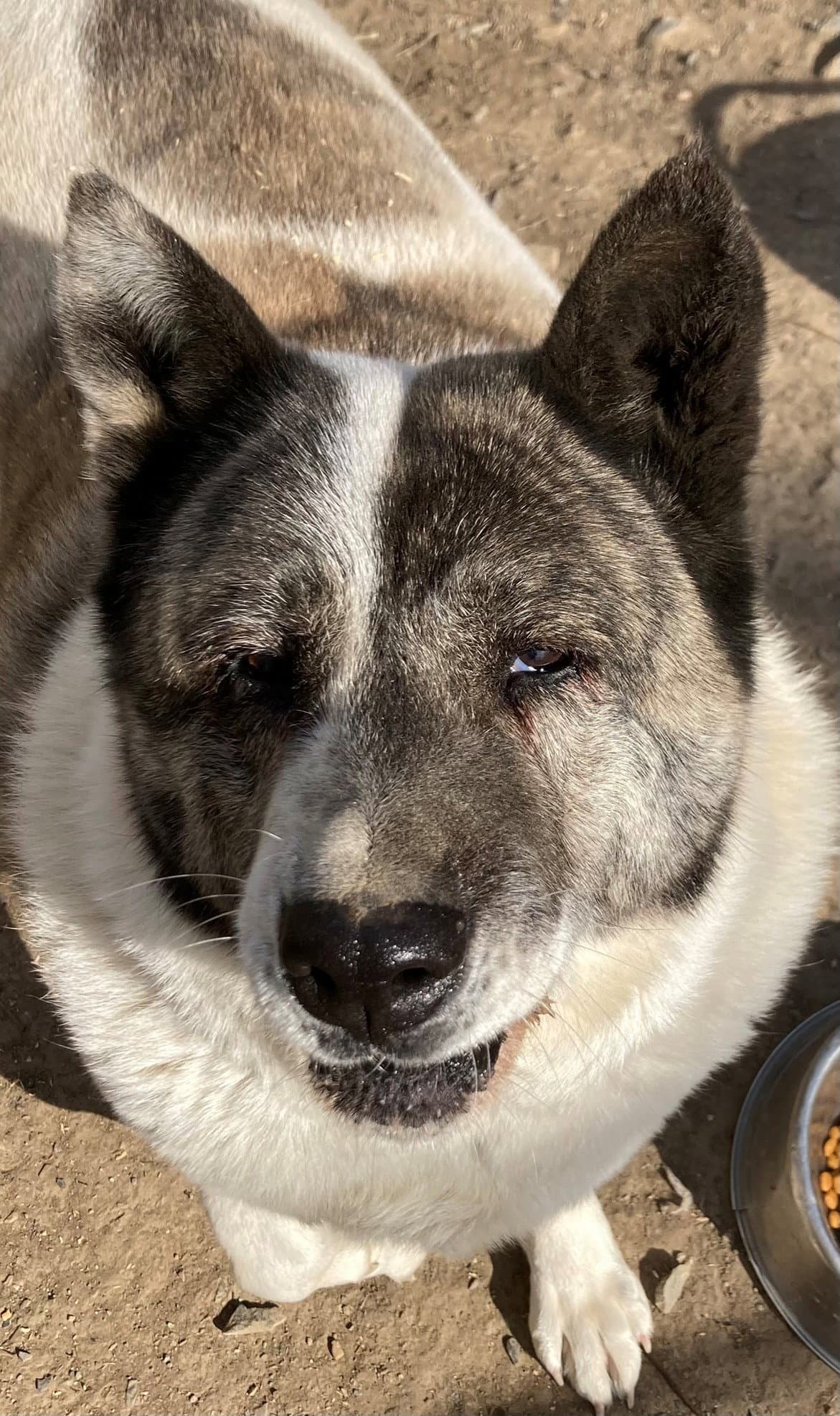 Scarlett - Akita