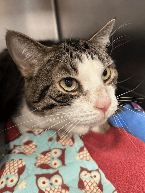 Peetoo - Domestic Short Hair
