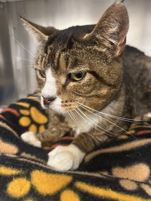 Buddy - Domestic Short Hair