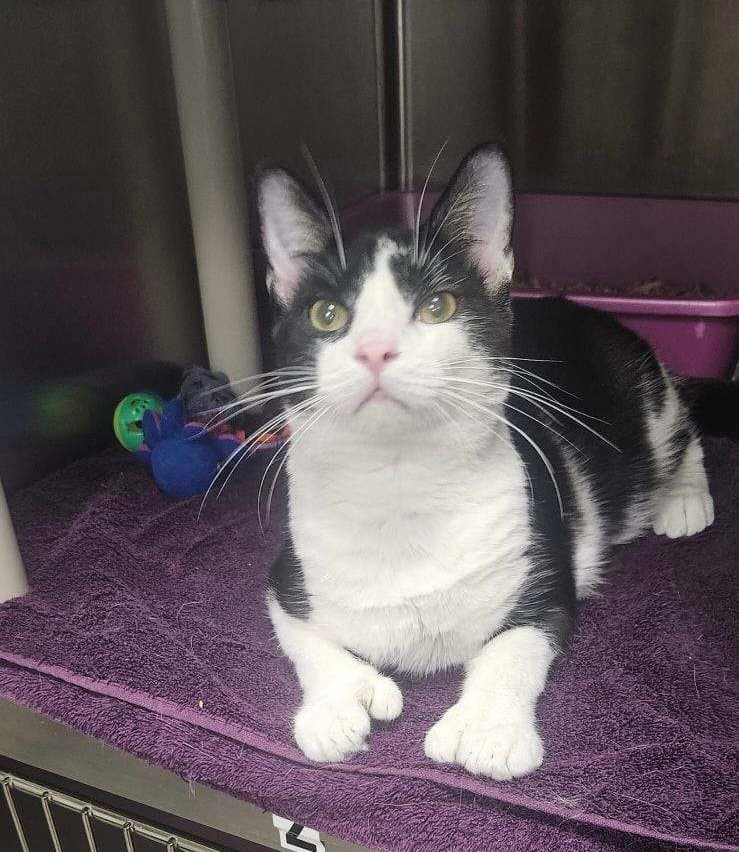 Brad - Domestic Short Hair
